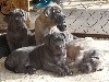  - Actuellement chiots disponibles