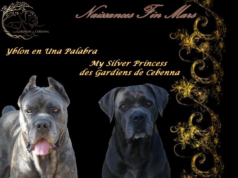 chiot Cane Corso Des Gardiens De Cebenna