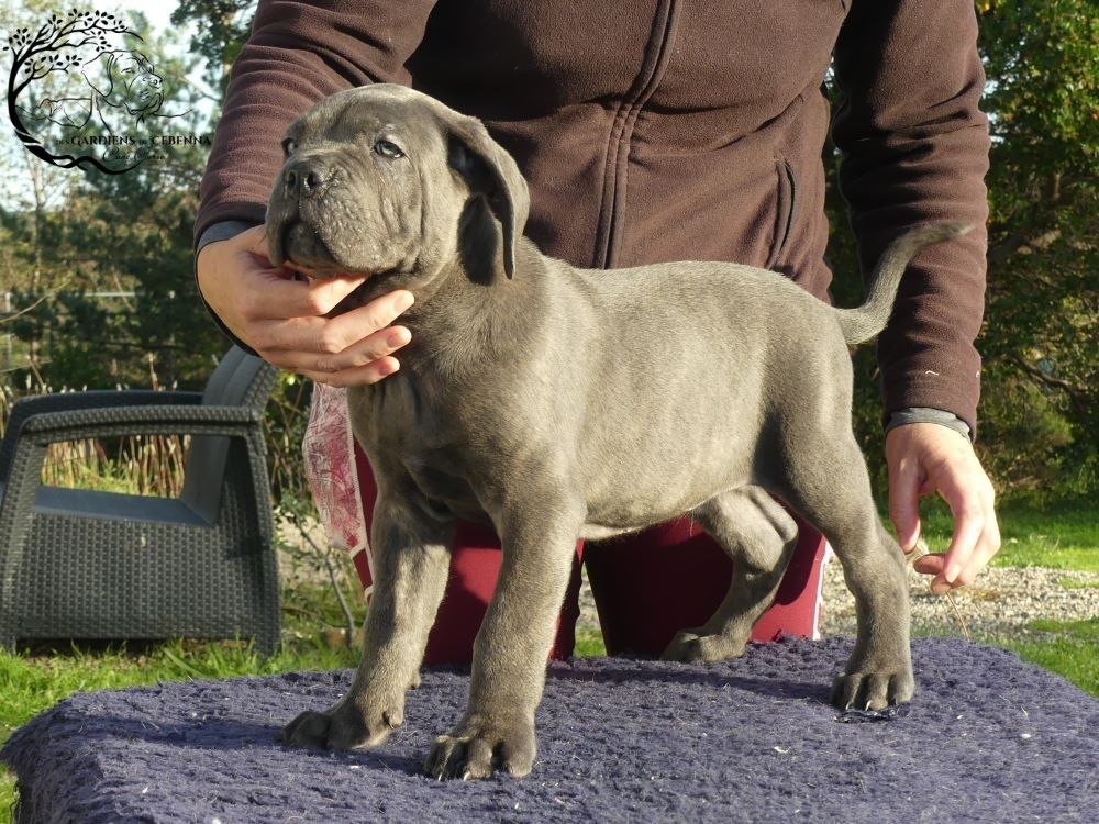 Des Gardiens De Cebenna - Chiot disponible  - Cane Corso