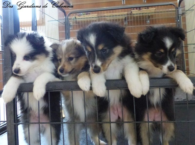 Des Gardiens De Cebenna - Shetland Sheepdog - Portée née le 25/05/2017