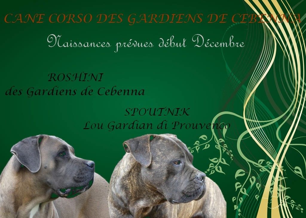 chiot Cane Corso Des Gardiens De Cebenna