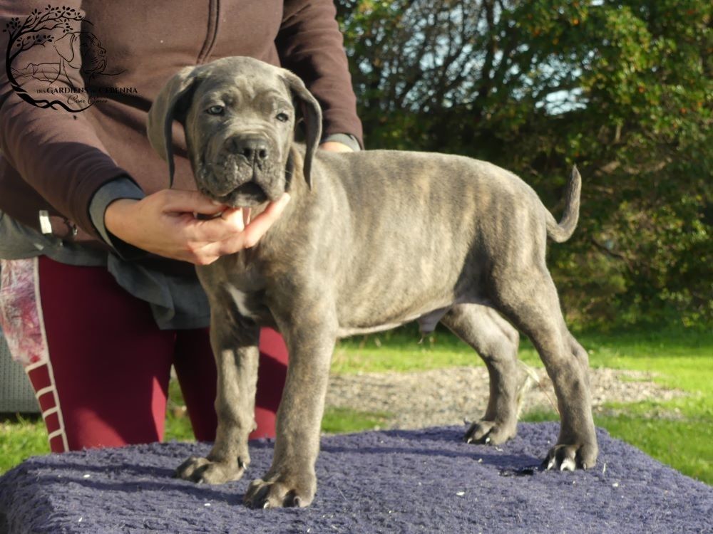 Des Gardiens De Cebenna - Chiot disponible  - Cane Corso