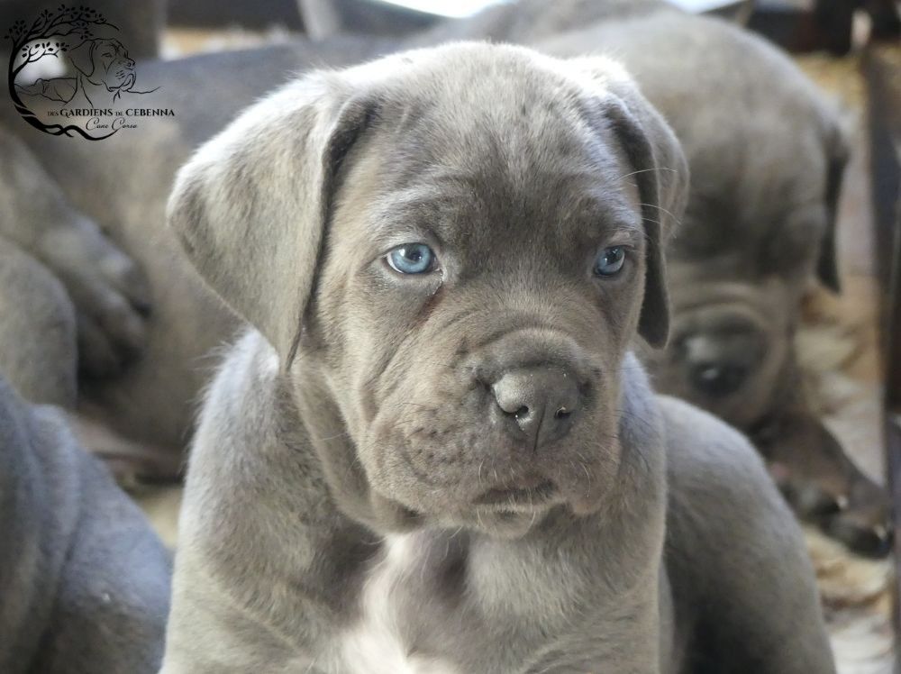 Des Gardiens De Cebenna - Chiot disponible  - Cane Corso