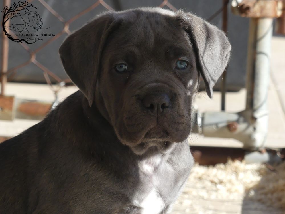 Des Gardiens De Cebenna - Chiot disponible  - Cane Corso