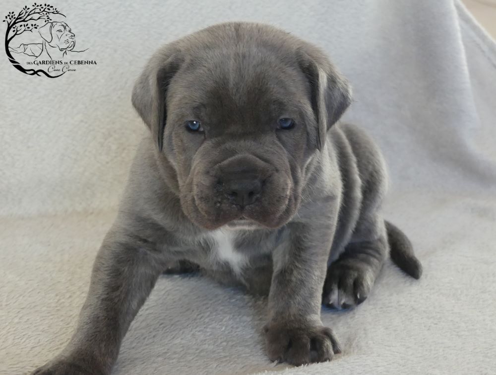 Des Gardiens De Cebenna - Chiot disponible  - Cane Corso