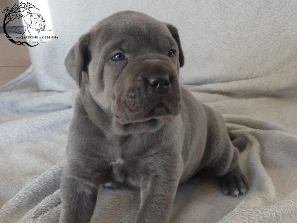 Des Gardiens De Cebenna - Chiot disponible  - Cane Corso