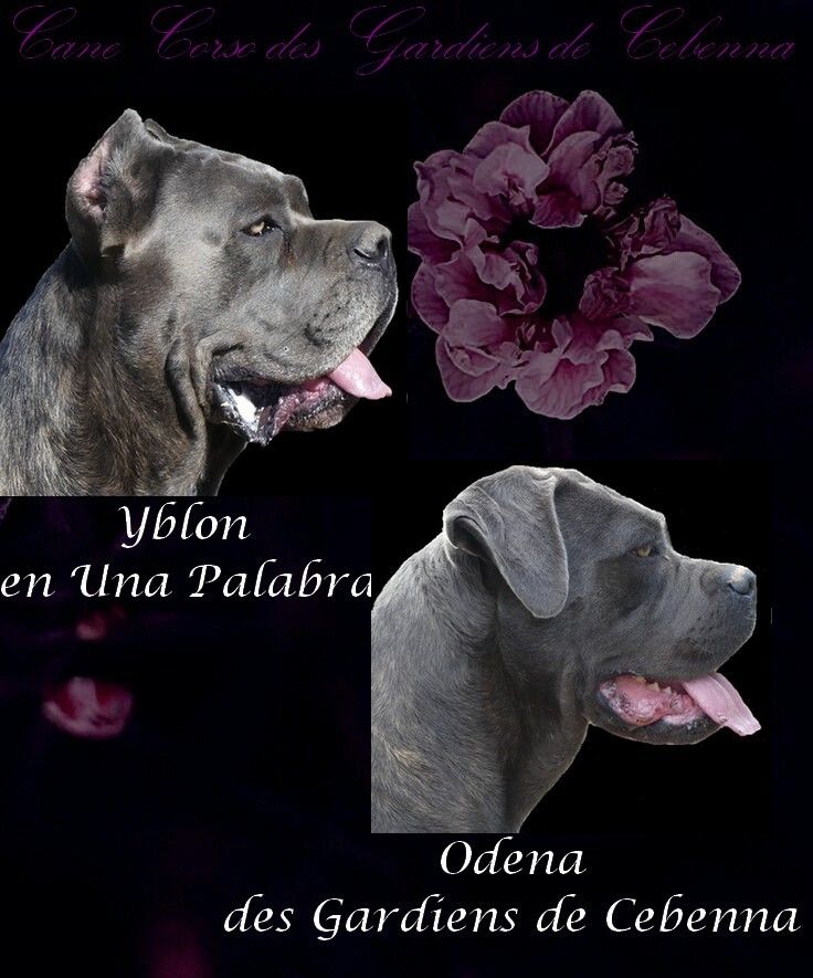 chiot Cane Corso Des Gardiens De Cebenna