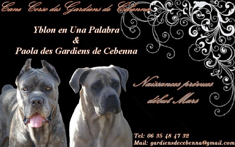 chiot Cane Corso Des Gardiens De Cebenna