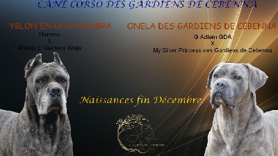 Des Gardiens De Cebenna - Cane Corso - Portée née le 27/12/2022