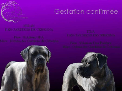 Des Gardiens De Cebenna - Cane Corso - Portée née le 30/09/2024