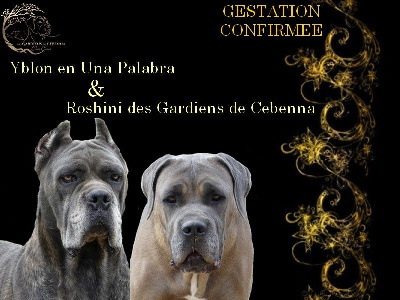 Des Gardiens De Cebenna - Cane Corso - Portée née le 17/09/2024