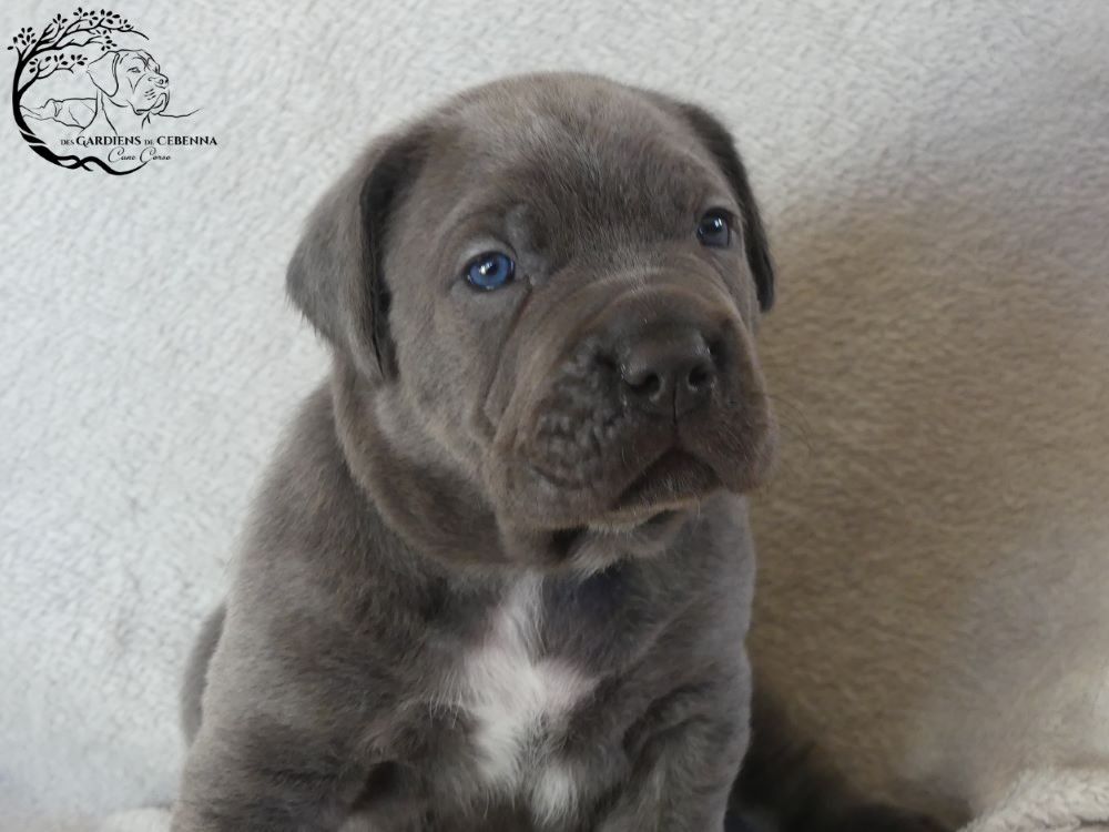 Des Gardiens De Cebenna - Chiot disponible  - Cane Corso