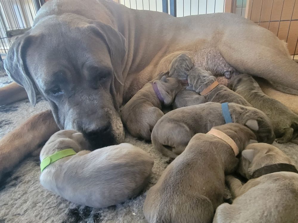 Des Gardiens De Cebenna - Chiot disponible  - Cane Corso