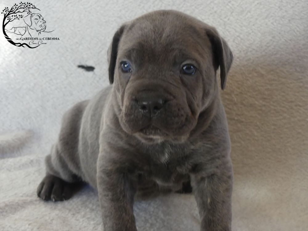 Des Gardiens De Cebenna - Chiot disponible  - Cane Corso