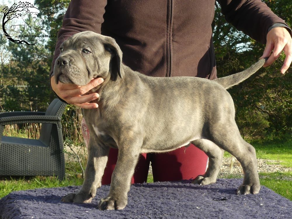 Des Gardiens De Cebenna - Chiot disponible  - Cane Corso