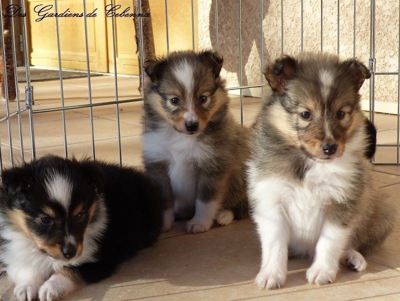 Des Gardiens De Cebenna - Shetland Sheepdog - Portée née le 02/11/2016