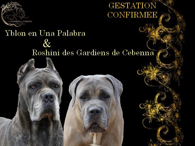 chiot Cane Corso Des Gardiens De Cebenna