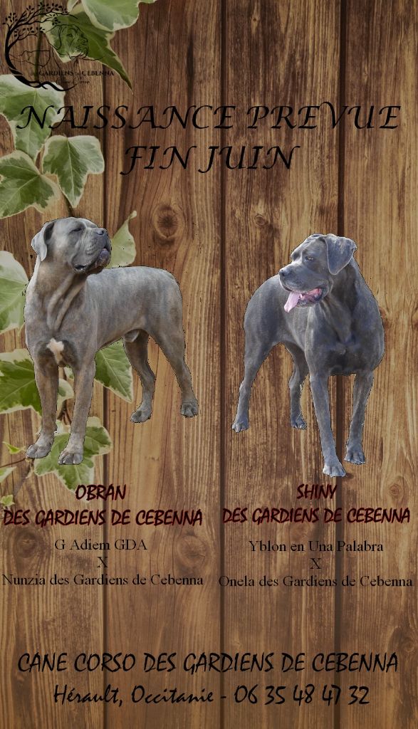 chiot Cane Corso Des Gardiens De Cebenna