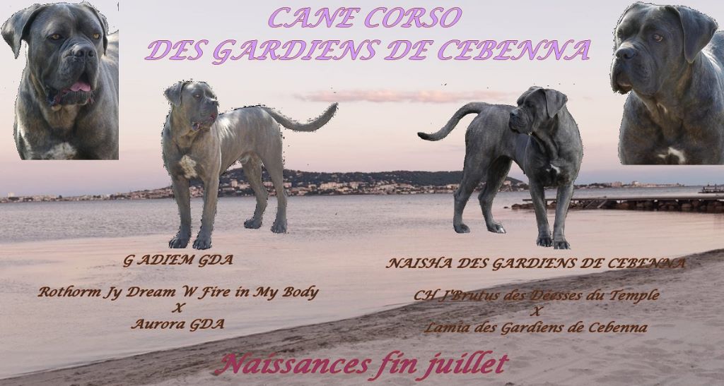 Des Gardiens De Cebenna - Cane Corso - Portée née le 29/07/2020