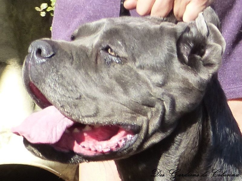 Jalousie by naomi Des Deesses Du Temple