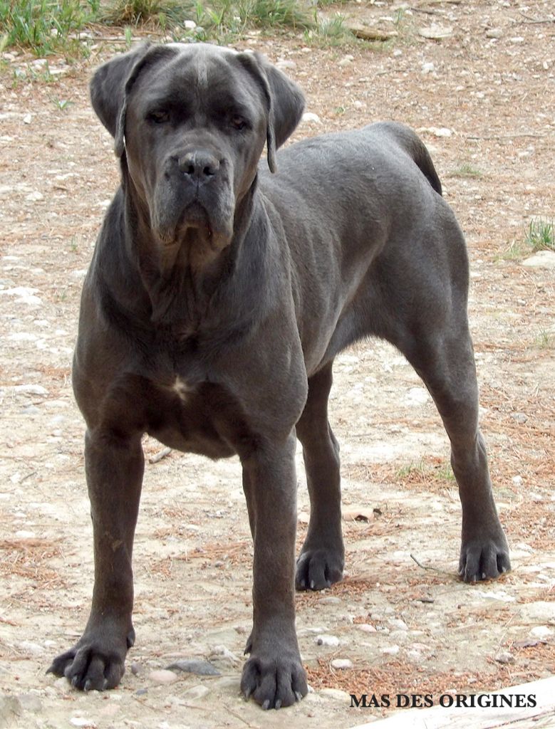 Miss marpple Des Gardiens De Cebenna