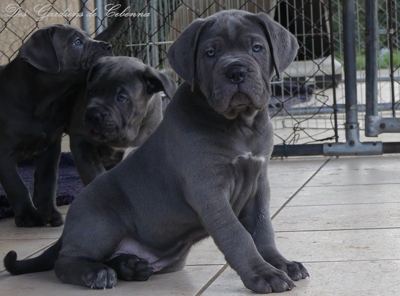 Roxy Des Gardiens De Cebenna