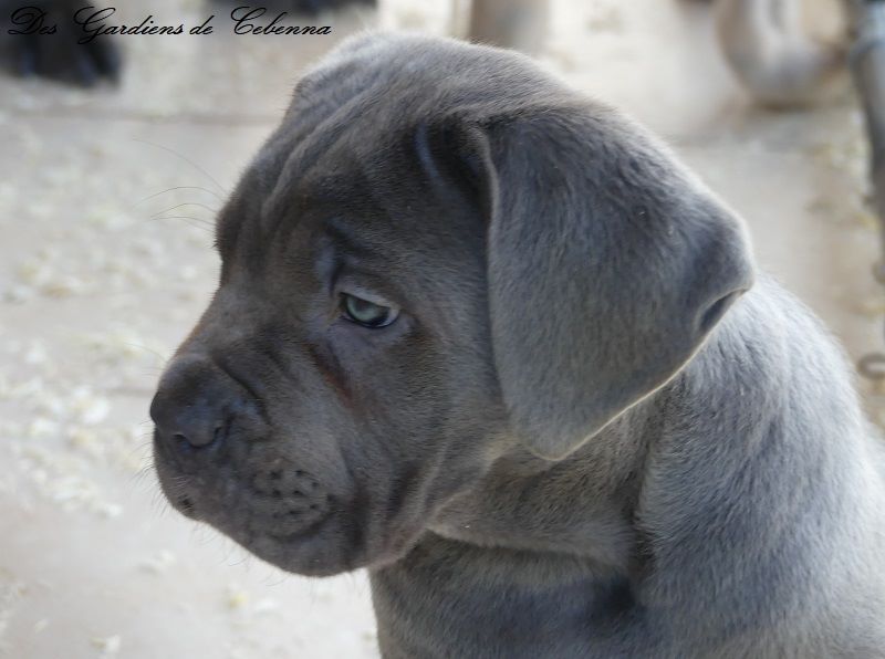 Sirius Des Gardiens De Cebenna