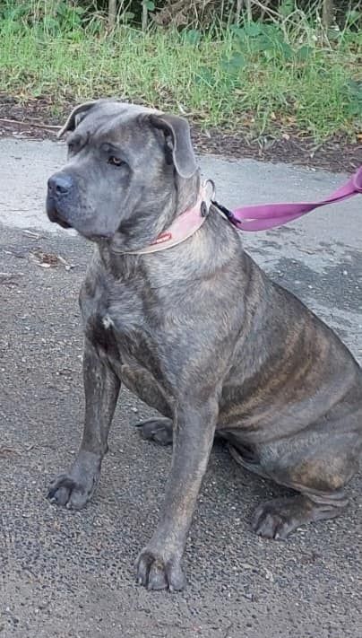 Remind the best Des Gardiens De Cebenna