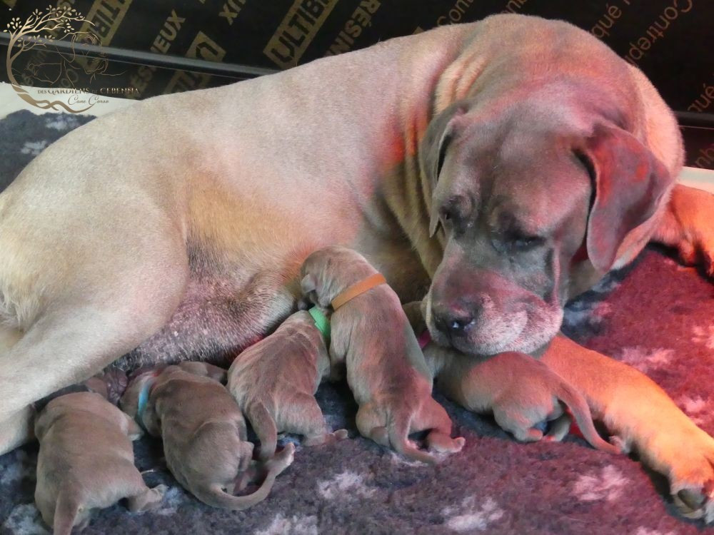 Les chiots de Roshini sont nés
