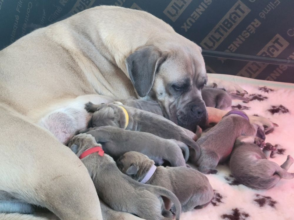 Les chiots d'Unna sont nés