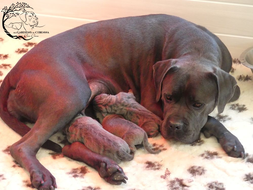 Naissance à l'élevage