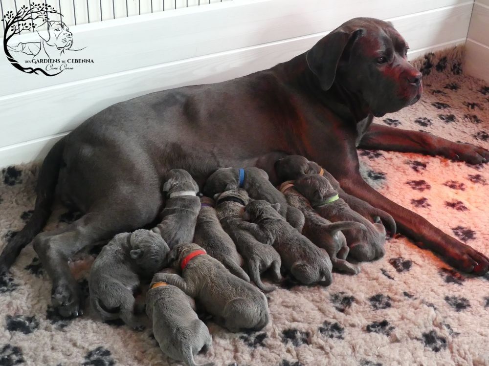 Jolis chiots Cane Corso à réserver