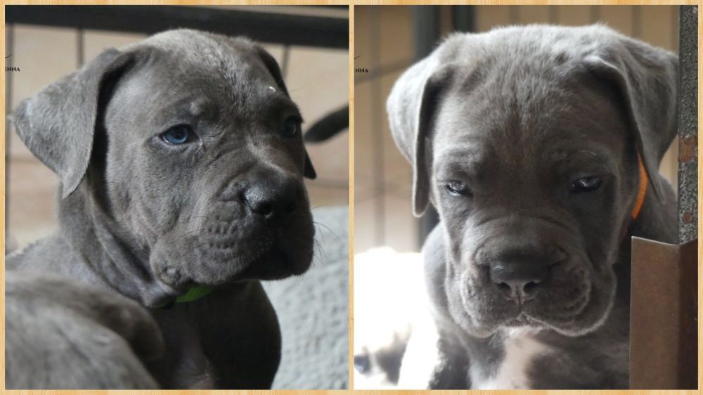 Jolis chiots Cane Corso à réserver