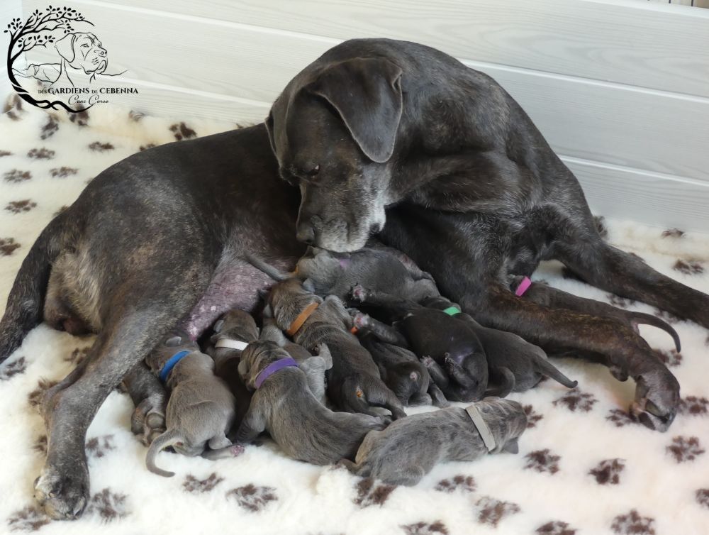 Naissance à l'élevage