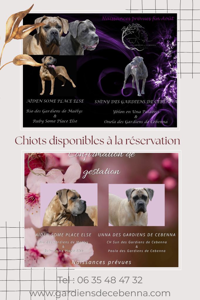 Jolis chiots disponibles