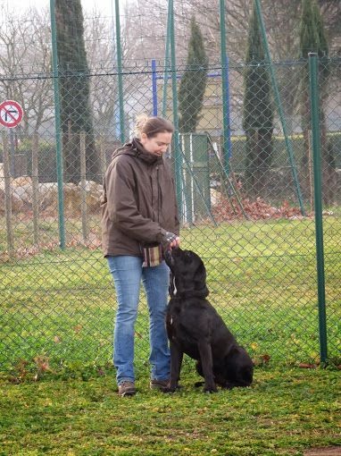Au club canin