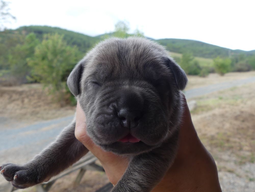 Des Gardiens De Cebenna - Chiots disponibles - Cane Corso