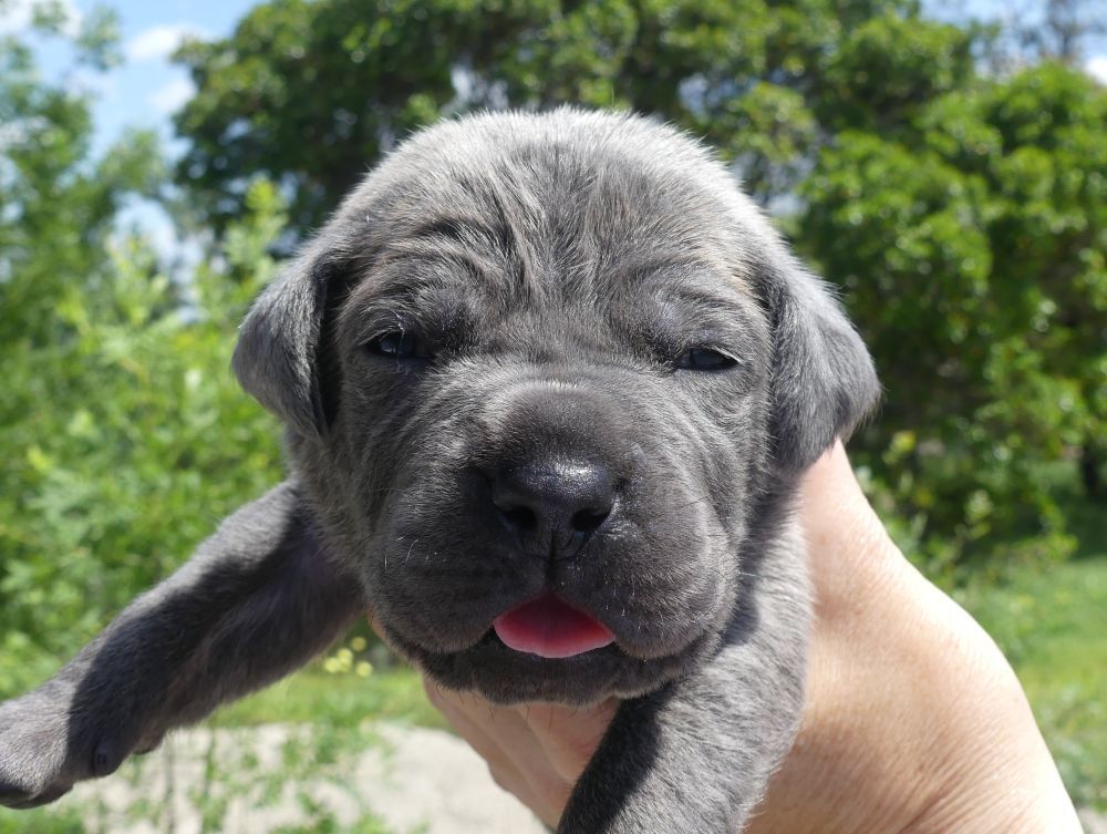 Des Gardiens De Cebenna - Chiots disponibles - Cane Corso