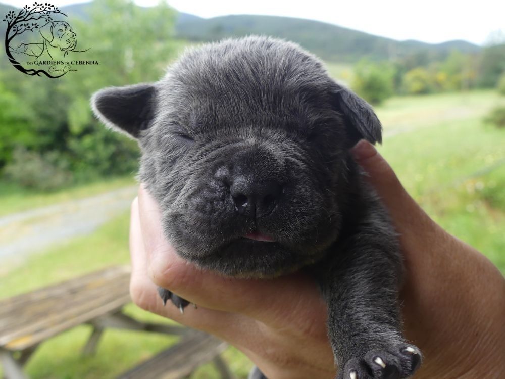 Des Gardiens De Cebenna - Chiots disponibles - Cane Corso