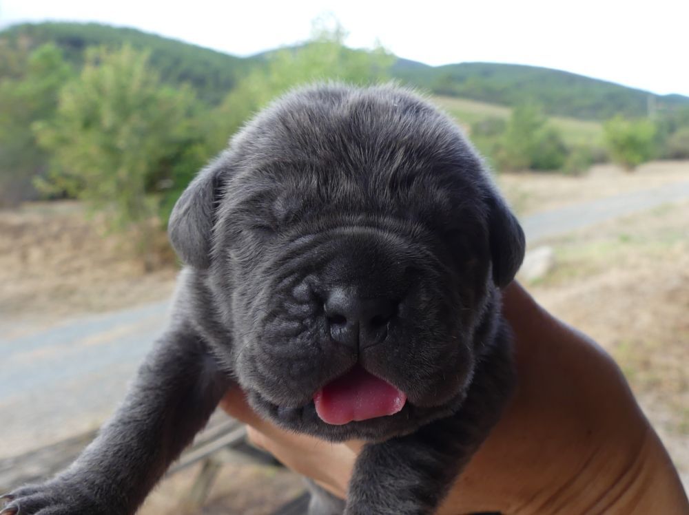 Des Gardiens De Cebenna - Chiots disponibles - Cane Corso