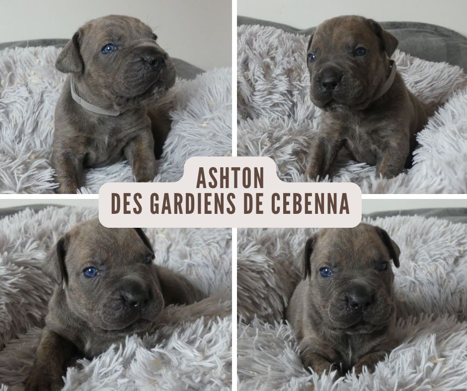 Des Gardiens De Cebenna - Chiots disponibles - Cane Corso