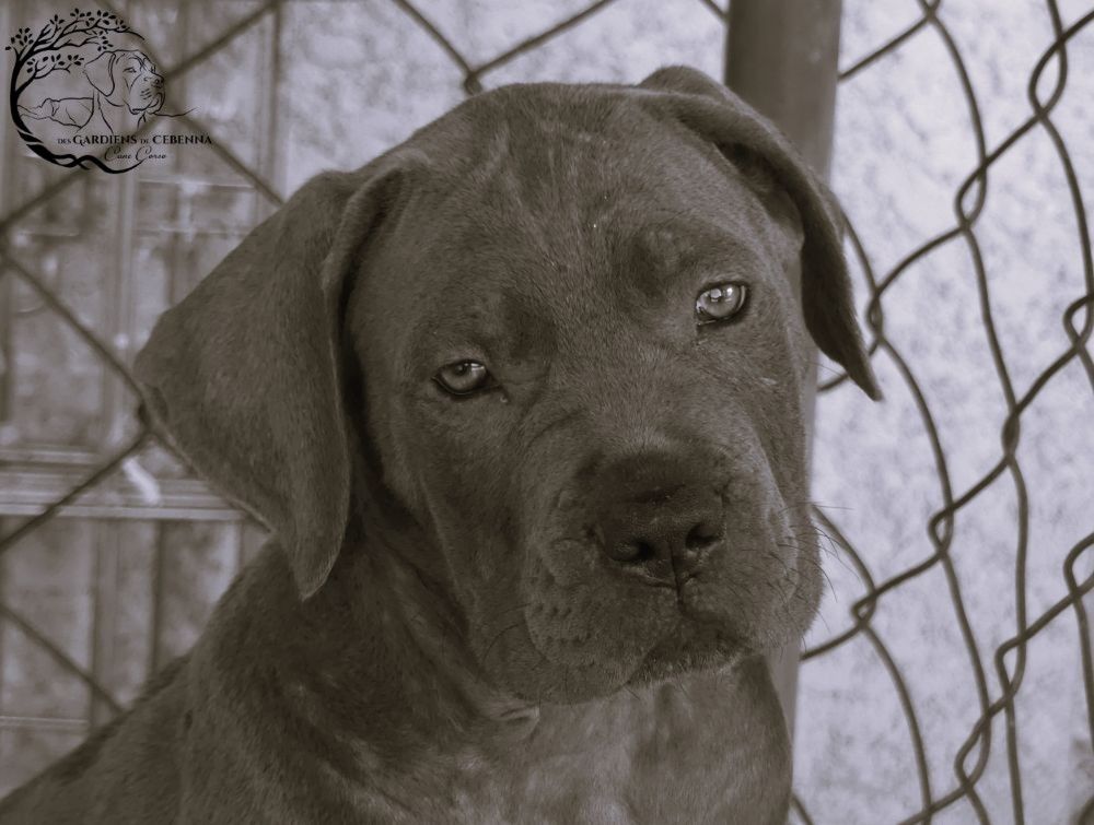 Des Gardiens De Cebenna - Chiots disponibles - Cane Corso