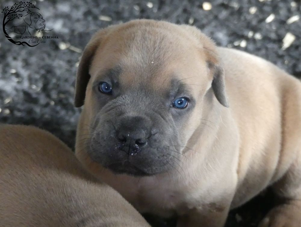 Des Gardiens De Cebenna - Chiots disponibles - Cane Corso
