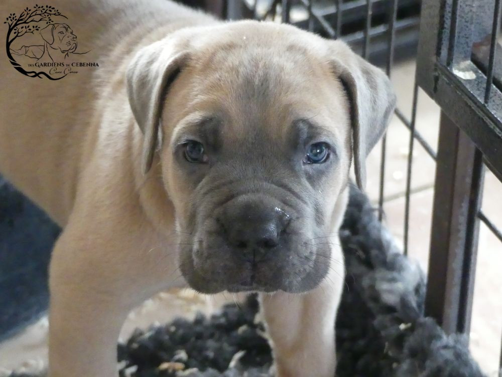 Des Gardiens De Cebenna - Chiots disponibles - Cane Corso