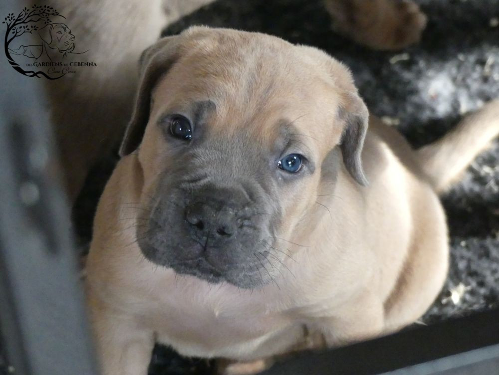 Des Gardiens De Cebenna - Chiots disponibles - Cane Corso