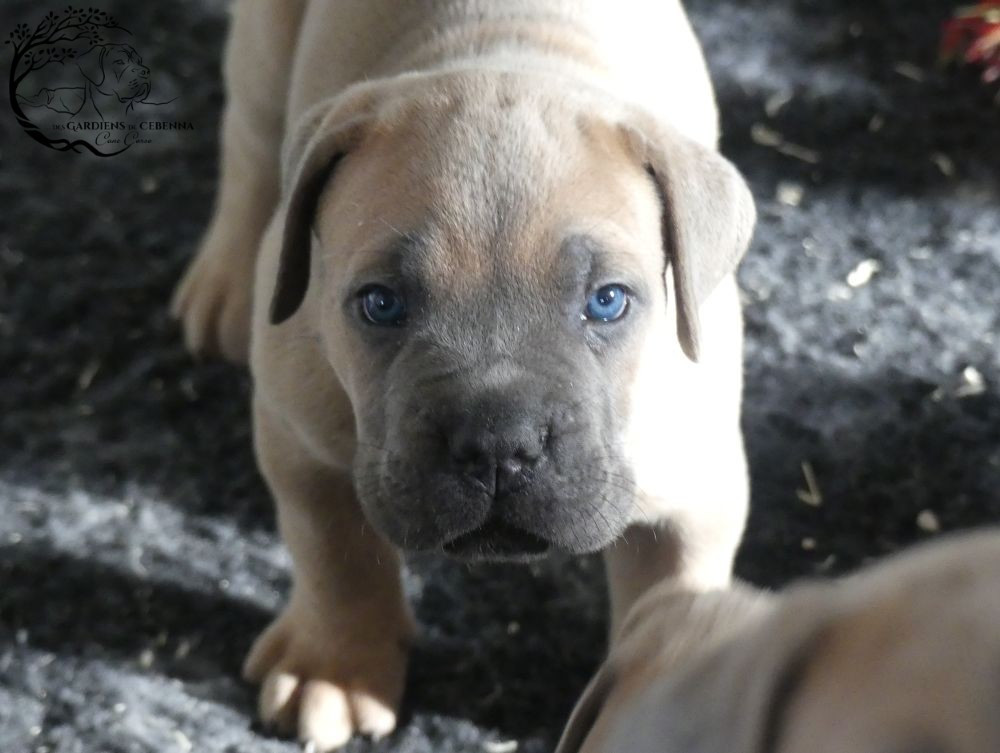 Des Gardiens De Cebenna - Chiots disponibles - Cane Corso