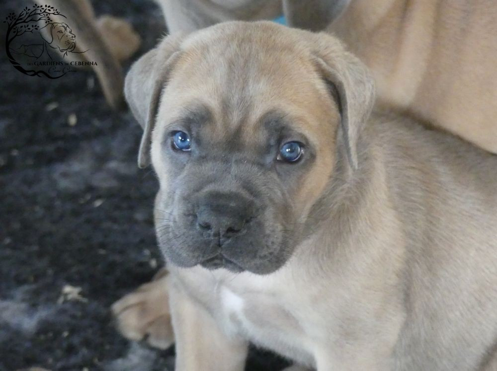 Des Gardiens De Cebenna - Chiots disponibles - Cane Corso