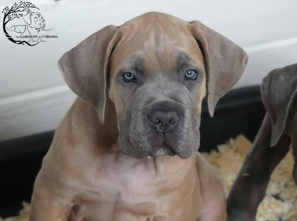 Des Gardiens De Cebenna - Chiots disponibles - Cane Corso