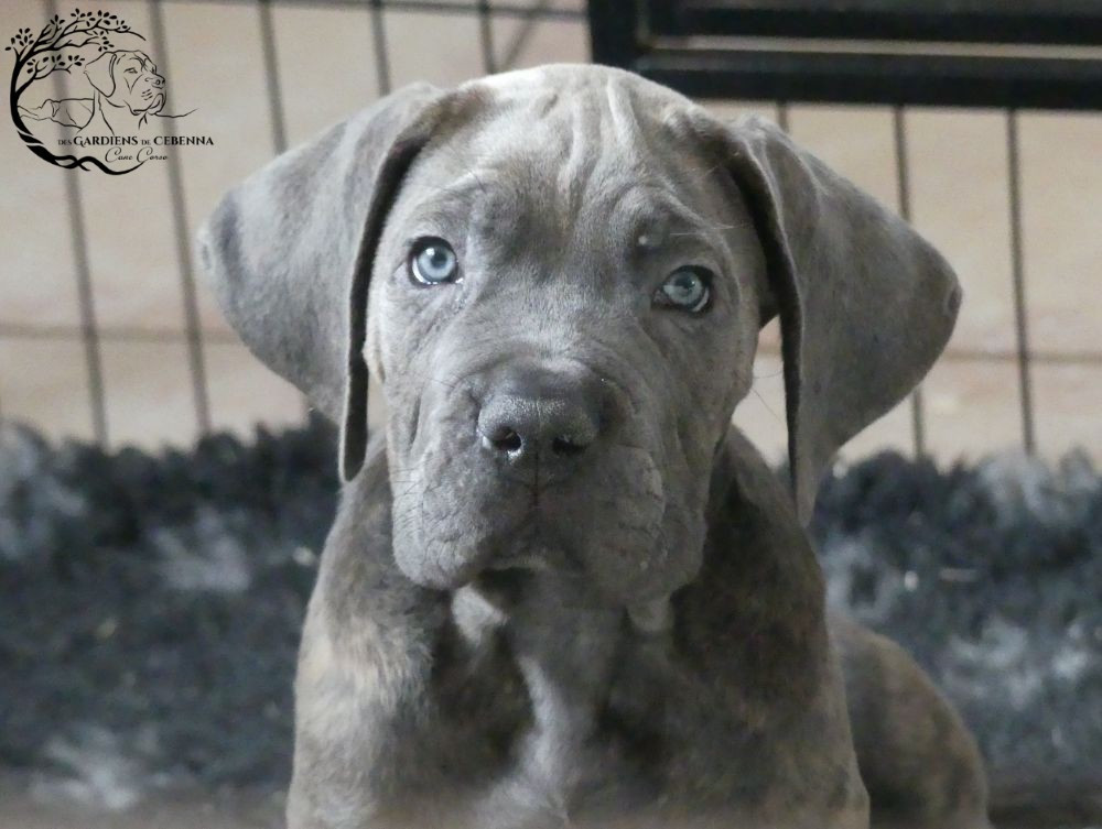 Des Gardiens De Cebenna - Chiots disponibles - Cane Corso