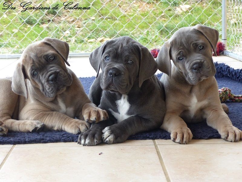 Des Gardiens De Cebenna - Cane Corso - Portée née le 19/01/2017